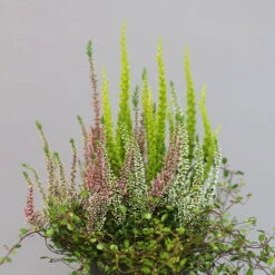 Heidepflanzen Mix, Topf-Ø 10,5 Cm, 6er-Set -Die grüne Ecke 0651200008 Heide Mix T10 5 H20 1 97304