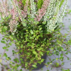 Heidepflanzen Mix, Topf-Ø 10,5 Cm, 6er-Set -Die grüne Ecke 0651200008 Heide Mix T10 5 H20 6 97305