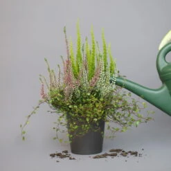 Heidepflanzen Mix, Topf-Ø 10,5 Cm, 6er-Set -Die grüne Ecke 0651200008 Heide Mix T10 5 H20 8 97303