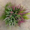 Heidepflanzen Mix, Farbe Variiert, Topf-/Schalen-Ø 23cm -Die grüne Ecke 0651200009 Heide Mix Schale T23 2 125798