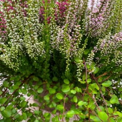 Heidepflanzen Mix, Farbe Variiert, Topf-/Schalen-Ø 23cm -Die grüne Ecke 0651200009 Heide Mix Schale T23 7 125799