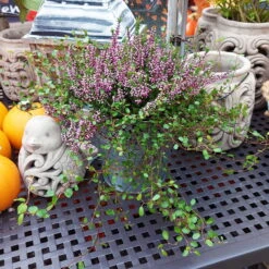 Knospenheide & Mühlenbeckia Mix Rosa, Topf-Ø 13cm, 6er-Set -Die grüne Ecke 0651200026 Calluna Muehlenbeckia T13 rosa Set 2 81499