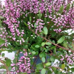 Knospenheide & Mühlenbeckia Mix Rosa, Topf-Ø 13cm, 6er-Set -Die grüne Ecke 0651200026 Calluna Muehlenbeckia T13 rosa Set 3 81500