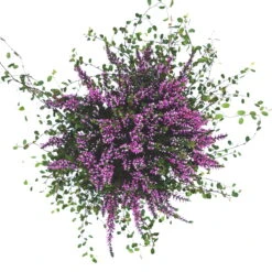 Knospenheide & Mühlenbeckia Mix Rosa, Topf-Ø 13cm, 6er-Set -Die grüne Ecke 0651200026 Calluna Muehlenbeckia T13 rosa Set 6 81592