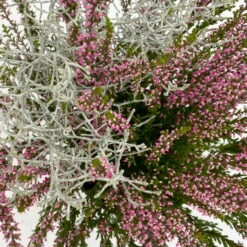 Knospenheide & Calocephalus Mix, 6er-Set, Rosa-rot-silbergrau, Topf 13 Cm Ø -Die grüne Ecke 0651200028 Calluna Calocephalus T13 6er Set 10 115245