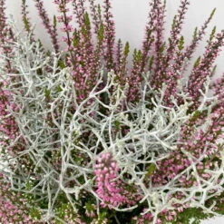 Knospenheide & Calocephalus Mix, 6er-Set, Rosa-rot-silbergrau, Topf 13 Cm Ø -Die grüne Ecke 0651200028 Calluna Calocephalus T13 6er Set 7 115244