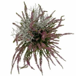 Knospenheide & Calocephalus Mix, 6er-Set, Rosa-rot-silbergrau, Topf 13 Cm Ø -Die grüne Ecke 0651200028 Calluna Calocephalus T13 6er Set 8 115323