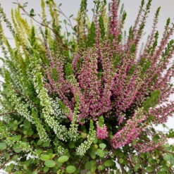 Heidepflanzen Mix, Farbe Variiert, Topf-Ø 15 Cm, 2er-Set -Die grüne Ecke 0651200029 Heide Mix anthrazitfarbener Topf Set 2 4 81503 1