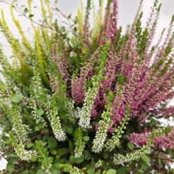 Heidepflanzen Mix, Farbe Variiert, Topf-Ø 15 Cm, 2er-Set -Die grüne Ecke 0651200029 Heide Mix anthrazitfarbener Topf Set 2 5 81502 1