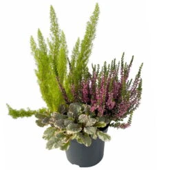 Calluna Mix, Rot-rosa, Topf-Ø 17cm, 2er-Set -Die grüne Ecke 0651200033 0651200038 Calluna Mixtopf T17 Calluna rot Erica arborea Ajuga 3 114175