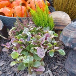 Calluna Mix, Rot-rosa, Topf-Ø 17cm, 2er-Set -Die grüne Ecke 0651200038 Calluna Mixtopf 2er Set Calluna rot Erica arborea Ajuga 1 81510