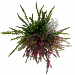 Heide-Mixtopf Mit Knospenheide Und Silberdraht, Topf 17 Cm Ø, 2er-Set -Die grüne Ecke 0651200041 Calluna Mixtopf T17 2er Set Calluna rot Skyli Calocephalus 5 115326