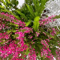 Heide-Mixtopf Mit Knospenheide Und Silberdraht, Topf 17 Cm Ø, 2er-Set -Die grüne Ecke 0651200041 Calluna Mixtopf T17 2er Set Calluna rot Skyli Calocephalus 6 115247