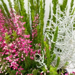 Heide-Mixtopf Mit Knospenheide Und Silberdraht, Topf 17 Cm Ø, 2er-Set -Die grüne Ecke 0651200041 Calluna Mixtopf T17 2er Set Calluna rot Skyli Calocephalus 7 115246