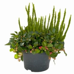 Calluna Skyline & Gaultheria Grün-rot, Pflanzschalen/-topf-Ø 23 Cm