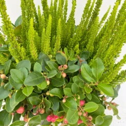 Calluna Skyline & Gaultheria Grün-rot, Pflanzschalen/-topf-Ø 23 Cm -Die grüne Ecke 0651200066 Calluna Skyline Gaultheria Schale 4 112941