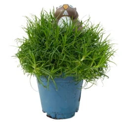 Sternmoos Mit Eulenstecker, Topf-Ø 6 Cm, 12er-Set -Die grüne Ecke 0664300090 Sagina mit Eule T6 12er Set 2 116143