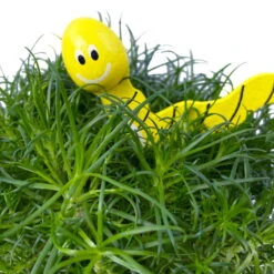 Sternmoos Mit Wurmstecker, Topf-Ø 6 Cm, 12er-Set -Die grüne Ecke 0664300091 Sagina mit Wurm gelb T6 Mini 12er Set 1 a 116149