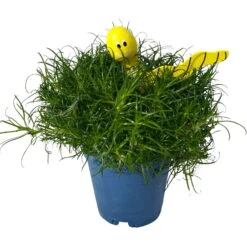 Sternmoos Mit Wurmstecker, Topf-Ø 6 Cm, 12er-Set -Die grüne Ecke 0664300091 Sagina mit Wurm gelb T6 Mini 12er Set 4 s 116148