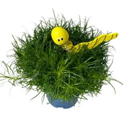 Sternmoos Mit Wurmstecker, Topf-Ø 6 Cm, 12er-Set -Die grüne Ecke 0664300091 Sagina mit Wurm gelb T6 Mini 12er Set 5 a 116150