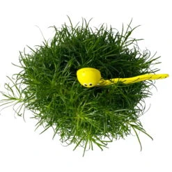 Sternmoos Mit Wurmstecker, Topf-Ø 6 Cm, 12er-Set -Die grüne Ecke 0664300091 Sagina mit Wurm gelb T6 Mini 12er Set 6 a 116157