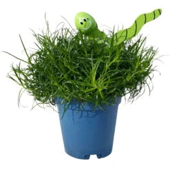 Sternmoos Mit Wurmstecker, Topf-Ø 6 Cm, 12er-Set -Die grüne Ecke 0664300091 Sagina mit Wurm gruen T6 Mini 12er Set 2 a 116151