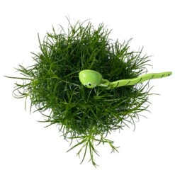 Sternmoos Mit Wurmstecker, Topf-Ø 6 Cm, 12er-Set -Die grüne Ecke 0664300091 Sagina mit Wurm gruen T6 Mini 12er Set 4 a 116153