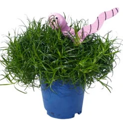 Sternmoos Mit Wurmstecker, Topf-Ø 6 Cm, 12er-Set -Die grüne Ecke 0664300091 Sagina mit Wurm rosa T6 Mini 12er Set 2 a 116154