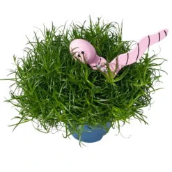 Sternmoos Mit Wurmstecker, Topf-Ø 6 Cm, 12er-Set -Die grüne Ecke 0664300091 Sagina mit Wurm rosa T6 Mini 12er Set 3 a 116156