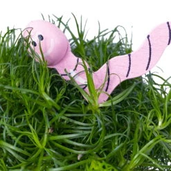Sternmoos Mit Wurmstecker, Topf-Ø 6 Cm, 12er-Set -Die grüne Ecke 0664300091 Sagina mit Wurm rosa T6 Mini 12er Set 5 a 116155
