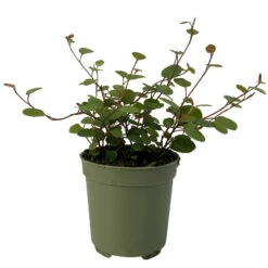 Mühlenbeckia, Mini, Topf-Ø 6 Cm, 12er-Set -Die grüne Ecke 0664400077 M hlenbeckia T6 2 116170