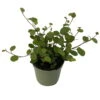 Mühlenbeckia, Mini, Topf-Ø 6 Cm, 12er-Set -Die grüne Ecke 0664400077 M hlenbeckia T6 4 116169