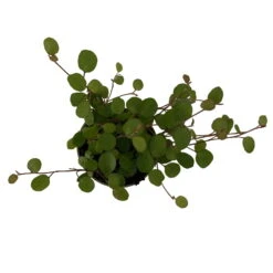 Mühlenbeckia, Mini, Topf-Ø 6 Cm, 12er-Set -Die grüne Ecke 0664400077 M hlenbeckia T6 5 116171