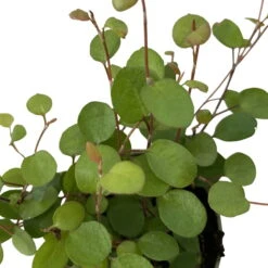 Mühlenbeckia, Mini, Topf-Ø 6 Cm, 12er-Set -Die grüne Ecke 0664400077 M hlenbeckia T6 7 116172