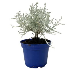 Calocephalus Silber-grau, Mini, Topf-Ø 7 Cm, 12er-Set