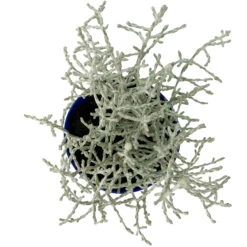 Calocephalus Silber-grau, Mini, Topf-Ø 7 Cm, 12er-Set -Die grüne Ecke 0664400078 Calocephalus Mini T6 5 a 116175