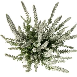 Knospenheide 'Fluffy® Zilly', Silberlaubig, Topf-Ø 6,5 Cm, 12er-Set 8 Knospenheide 'Fluffy® Zilly', Silberlaubig, Topf-Ø 6,5 Cm, 12er-Set -Die grüne Ecke 0664400079 Calluna Fluffy T6 4 1 a 116177