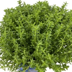 Hebe 'Green Boys®', Topf-Ø 6 Cm, 12er-Set -Die grüne Ecke 0664400080 Hebe Green Boys Mini T6 12er Set 6 116180