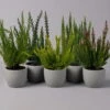 Besenheide SKYLINE®, Mischung Zufällig, Topf-Ø 6 Cm, 12er-Set -Die grüne Ecke 0664400083 Calluna Skyline T6 116570