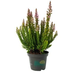 Besenheide SKYLINE®, Mischung Zufällig, Topf-Ø 6 Cm, 12er-Set -Die grüne Ecke 0664400083 Calluna Skyline Variante1 T6 2 116571