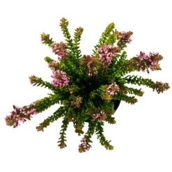 Besenheide SKYLINE®, Mischung Zufällig, Topf-Ø 6 Cm, 12er-Set -Die grüne Ecke 0664400083 Calluna Skyline Variante1 T6 5 116573