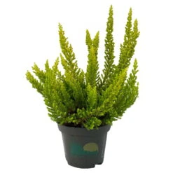 Besenheide SKYLINE®, Mischung Zufällig, Topf-Ø 6 Cm, 12er-Set -Die grüne Ecke 0664400083 Calluna Skyline Variante5 T6 2 116585