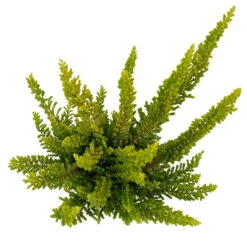 Besenheide SKYLINE®, Mischung Zufällig, Topf-Ø 6 Cm, 12er-Set -Die grüne Ecke 0664400083 Calluna Skyline Variante5 T6 5 116587