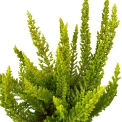 Besenheide SKYLINE®, Mischung Zufällig, Topf-Ø 6 Cm, 12er-Set -Die grüne Ecke 0664400083 Calluna Skyline Variante5 T6 6 116588