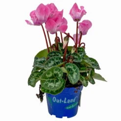 Alpenveilchen, Farben Zufällig, Mini, Topf-Ø 6 Cm, 12er-Set -Die grüne Ecke 0664400085 Cyclamen Mini lachs T6 12er Set 2 2a 116231