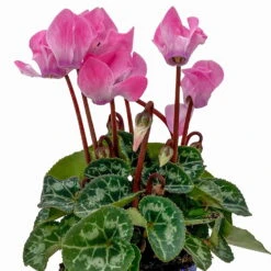 Alpenveilchen, Farben Zufällig, Mini, Topf-Ø 6 Cm, 12er-Set -Die grüne Ecke 0664400085 Cyclamen Mini lachs T6 12er Set 2 2b 116230