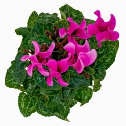 Alpenveilchen, Farben Zufällig, Mini, Topf-Ø 6 Cm, 12er-Set -Die grüne Ecke 0664400085 Cyclamen Mini lila T6 12er Set 5 2a 116247