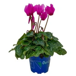 Alpenveilchen, Farben Zufällig, Mini, Topf-Ø 6 Cm, 12er-Set -Die grüne Ecke 0664400085 Cyclamen Mini lila T6 12er Set 7 2a 116246