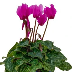 Alpenveilchen, Farben Zufällig, Mini, Topf-Ø 6 Cm, 12er-Set -Die grüne Ecke 0664400085 Cyclamen Mini lila T6 12er Set 7 2b 116245