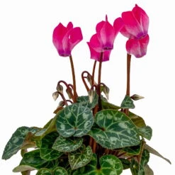 Alpenveilchen, Farben Zufällig, Mini, Topf-Ø 6 Cm, 12er-Set -Die grüne Ecke 0664400085 Cyclamen Mini rosa T6 12er Set 2 2b 116242